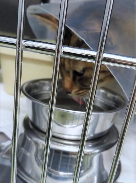 关于猫咪肾病的秘密