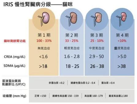 关于猫咪肾病的秘密