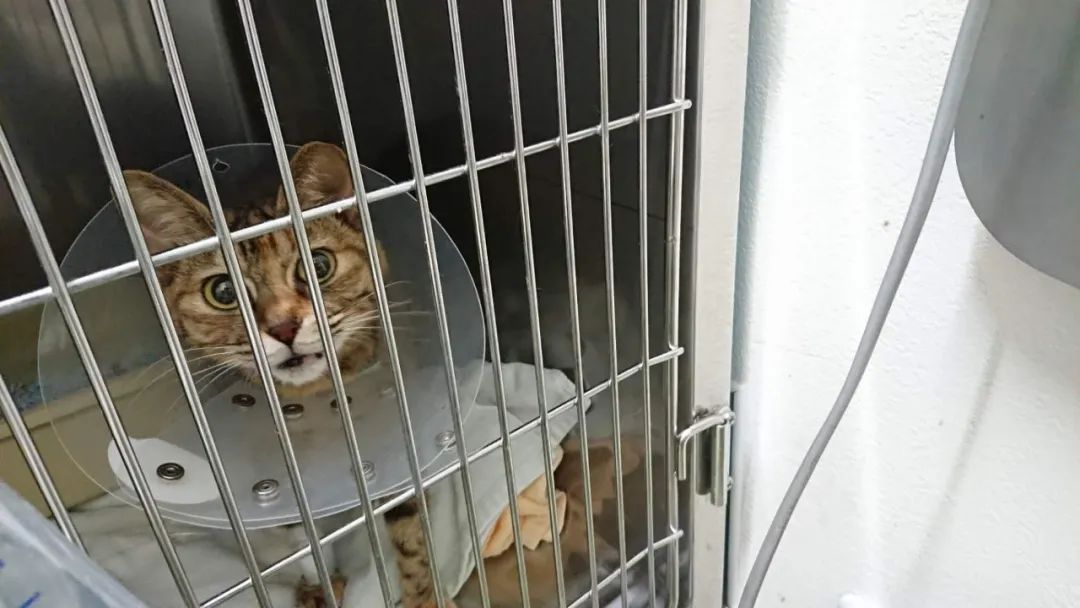 猫抓出血狂犬病几乎为0_猫抓出血狂犬病几乎为0_猫抓出血狂犬病几乎为0