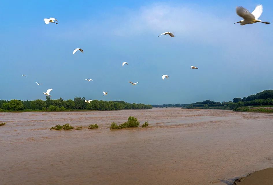 美丽孟津|黄河湿地美景如画,你来吗?