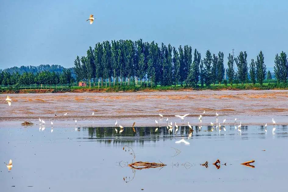 美丽孟津黄河湿地美景如画你来吗