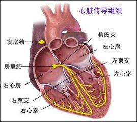 正常心脏传导顺序图片