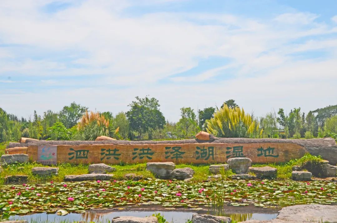 初秋便是适合出游的时间 洪泽湖湿地景区 水面宽广,原野广袤 生态环境