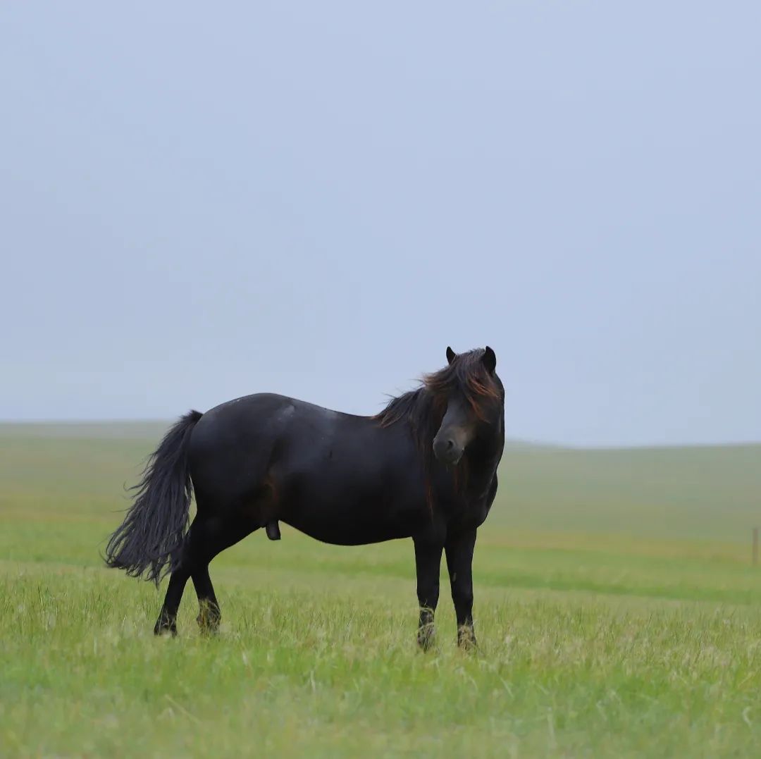 【草原·手账】(原创)蒙古马
