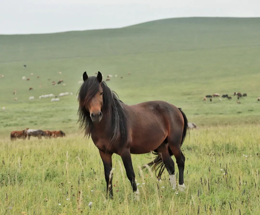 【草原·手账】(原创)蒙古马