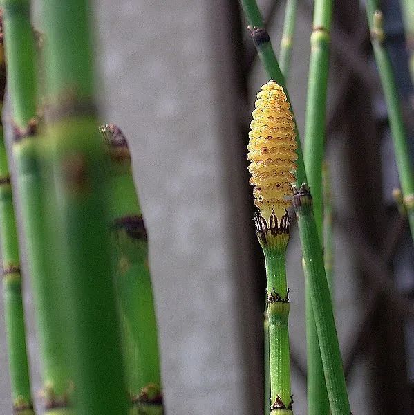 属于地下茎