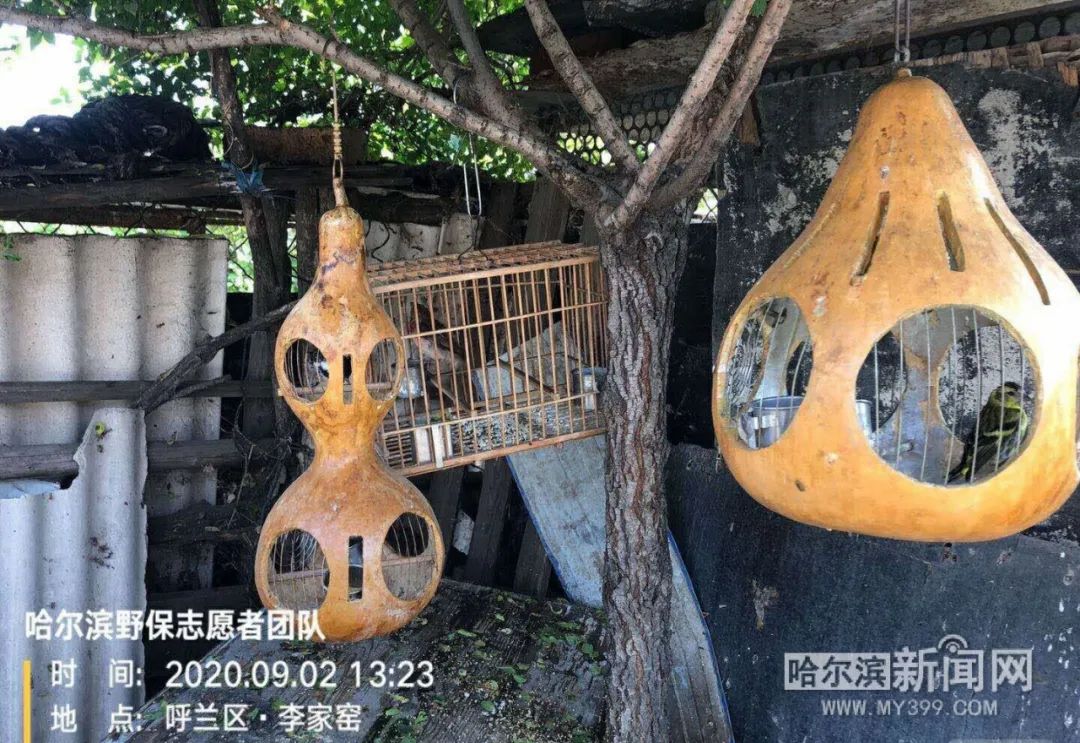 葫芦雕鸟笼空屋建鸟房百只囚鸟被放飞