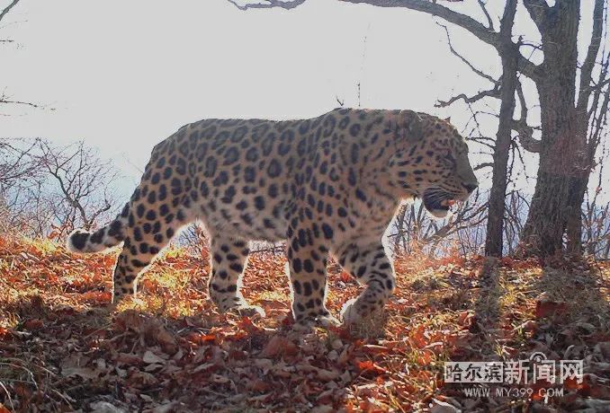 虎豹公園3年救助國家一二級保護動物69只常態化巡護下獵套遇見率下降