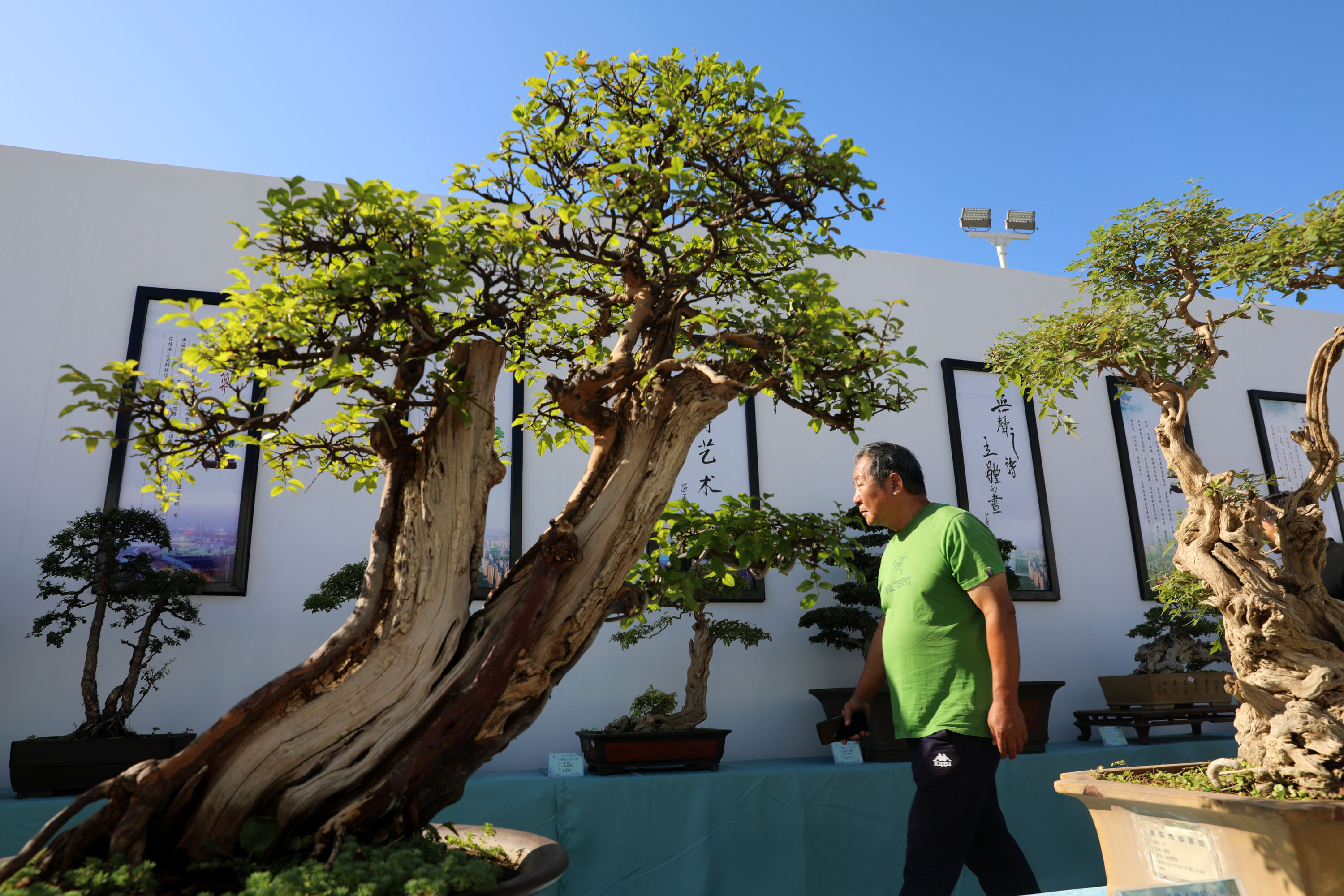 千余盆景亮相河南焦作南水北调绿化带园艺花园