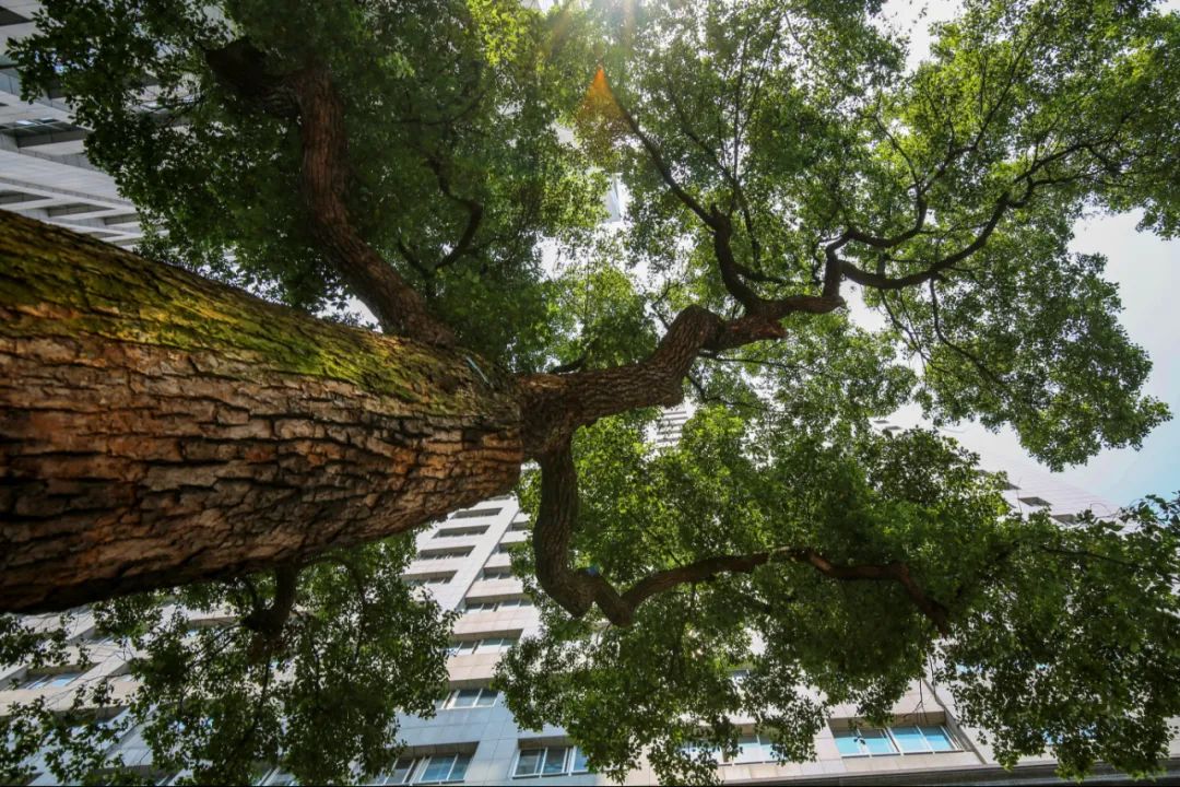 藏于湘潭闹市的这些树,已美了上百年!你认识几棵?