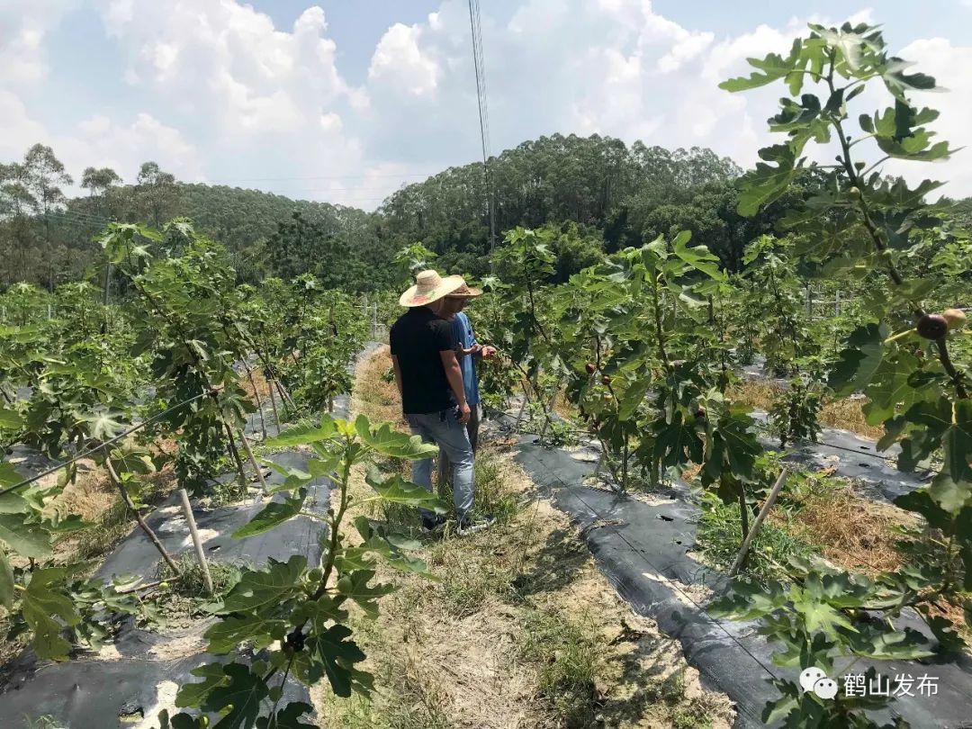 隐藏在宅梧的这个无花果农场 你来过吗 马上去看看