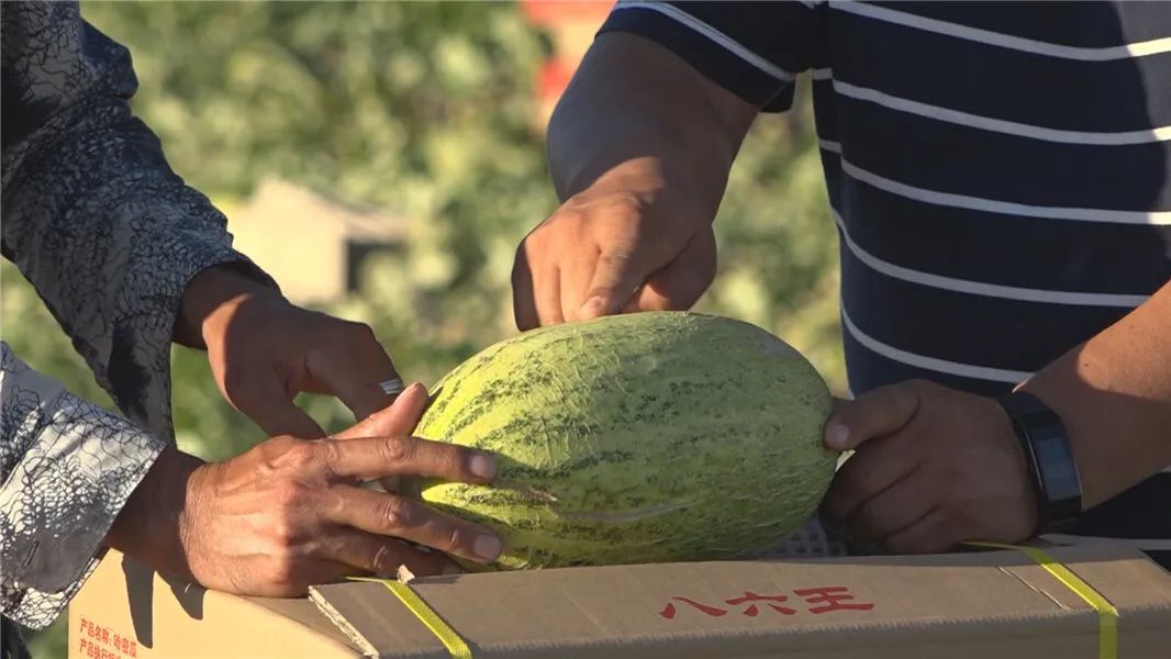 【落实"六稳""六保"一线见闻】福海县哈密瓜远销浙江