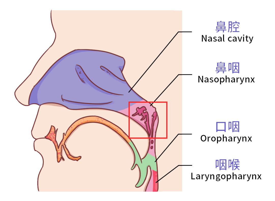 明星接连得鼻咽癌去世发现这4个症状赶紧去医院检查