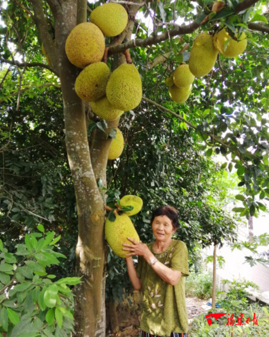 菠蘿蜜樹容易栽培,既可當果樹,也可當綠化風景樹,既可大面積成片培育