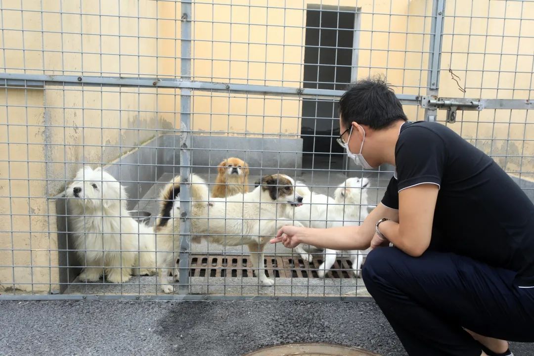 姜丹表示,大连警方持续开展流浪犬清理收容行动,组织了50多场攻坚战.