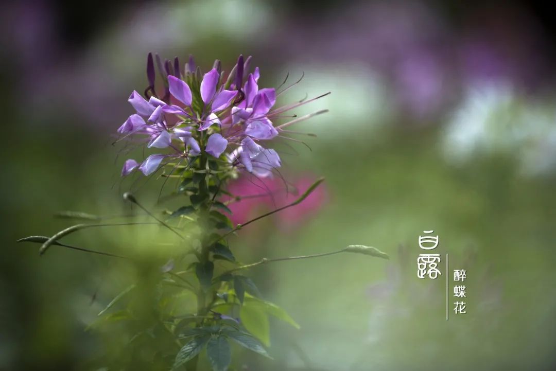 白露,是二十四节气的第十五个节气,表示孟秋时节的结束和仲秋时节的