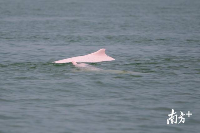 幸运!港珠澳大桥附近邂逅中华白海豚,足足10余头_澎湃号·政务_澎湃新