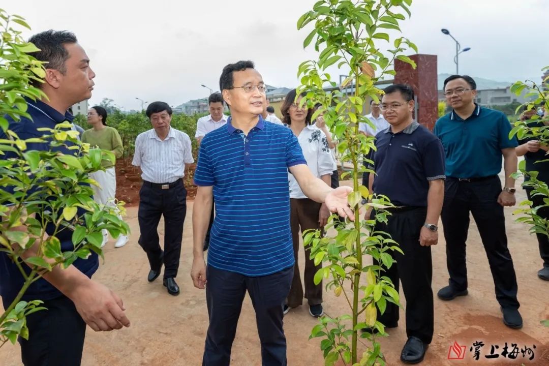 梅州发布 张爱军先后来到广东药庄生物科技公司,石正镇中东村梅片树