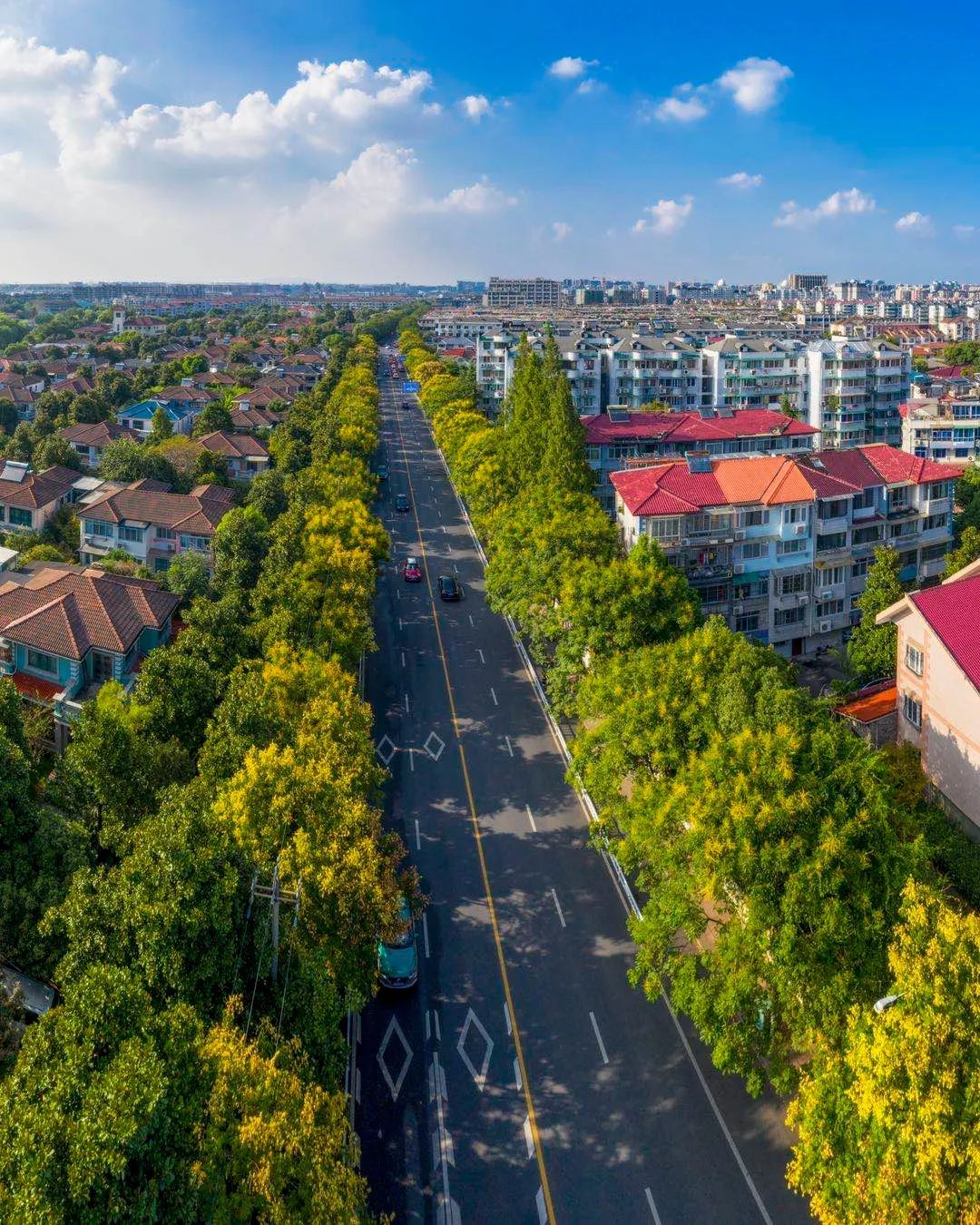 栾树,感受一回这个季节里独有的美好吧——上城区:凤凰山东路,钱江路