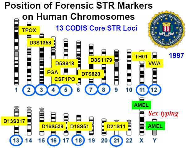 目前常用的常染色体试剂盒检测基因座数量一般为16~30个.