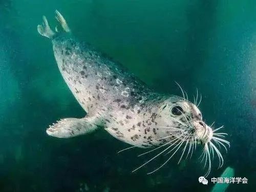 潮说100海洋野生保护动物知多少