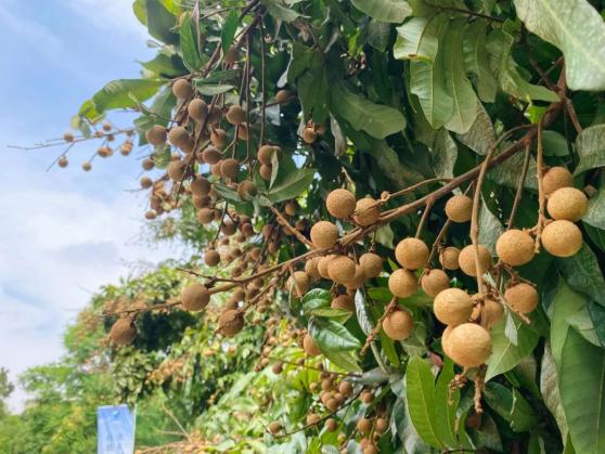 鲜采直发最最最新鲜的张坝桂圆速来直播间抢购
