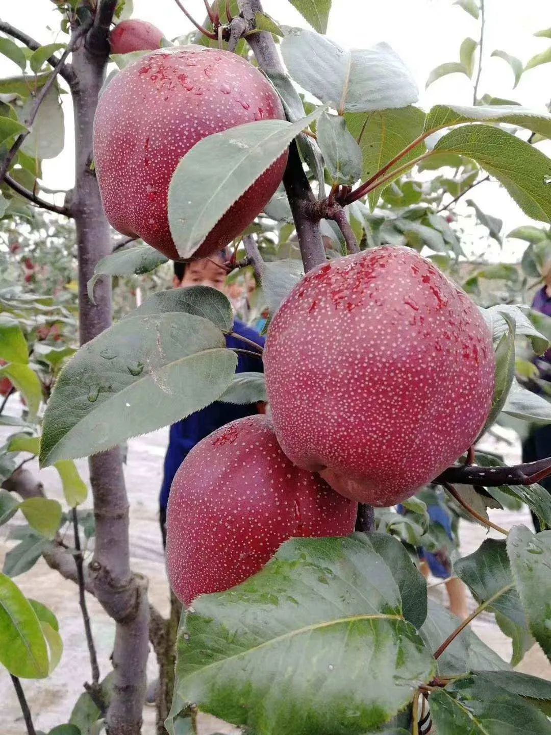 山西日报盐湖区红香酥梨促增收