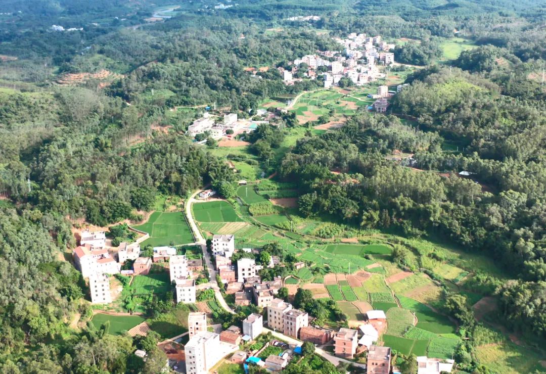 茂名市化州中垌镇公居村牛大力种植园里建起了一座700平米的加工厂房