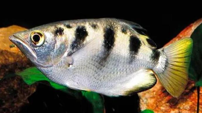 射水鱼 澎拜新闻