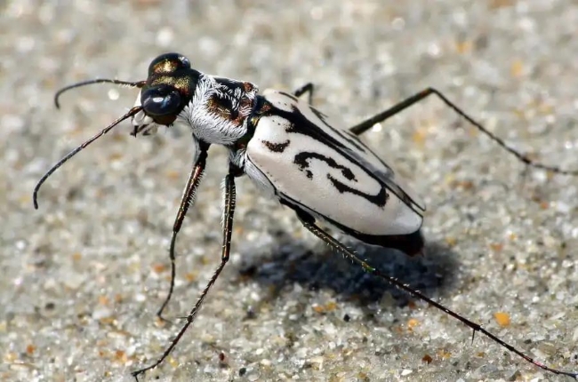 eburneola和cicindela hudsoni),速度分别达到了6