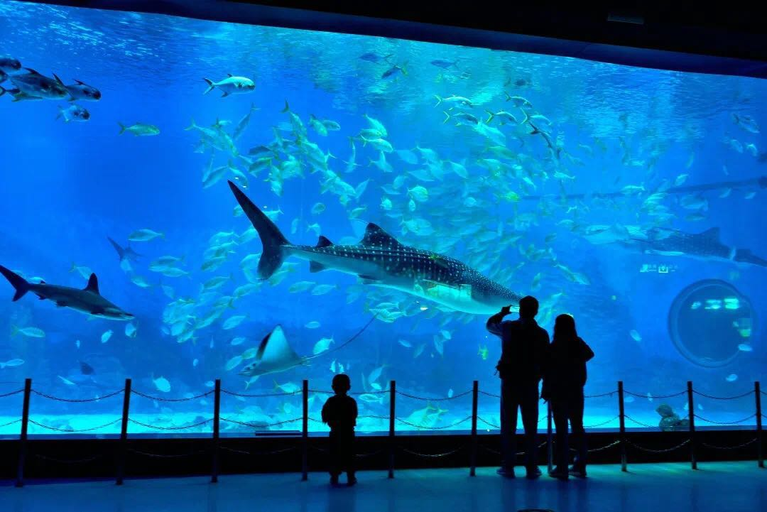 走进烟台海昌鲸鲨海洋公园,在海洋观景窗前,看游鱼环绕身边环游.