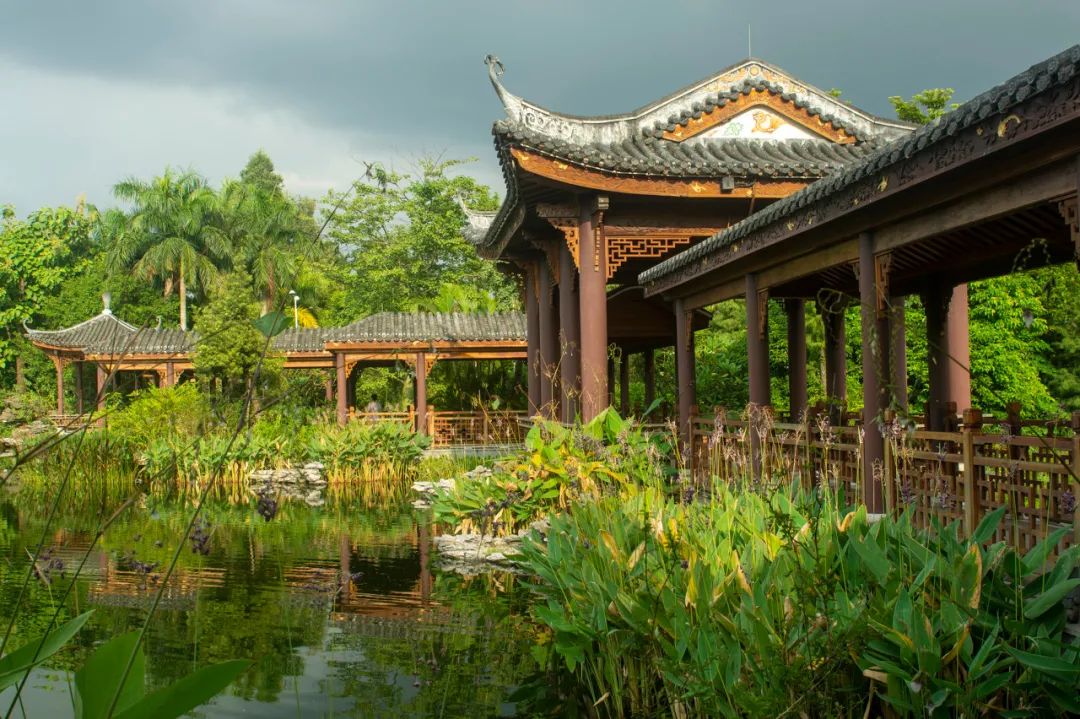 這裡的公園講究時節物候,春天的鳳凰木和紅棉,夏天的白玉蘭,秋天的