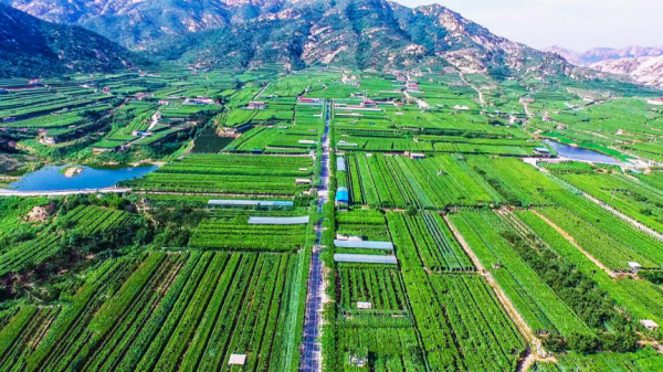 目前,大泽山镇葡萄品种300多个,其中主要鲜食品种为玫瑰香,泽山一号