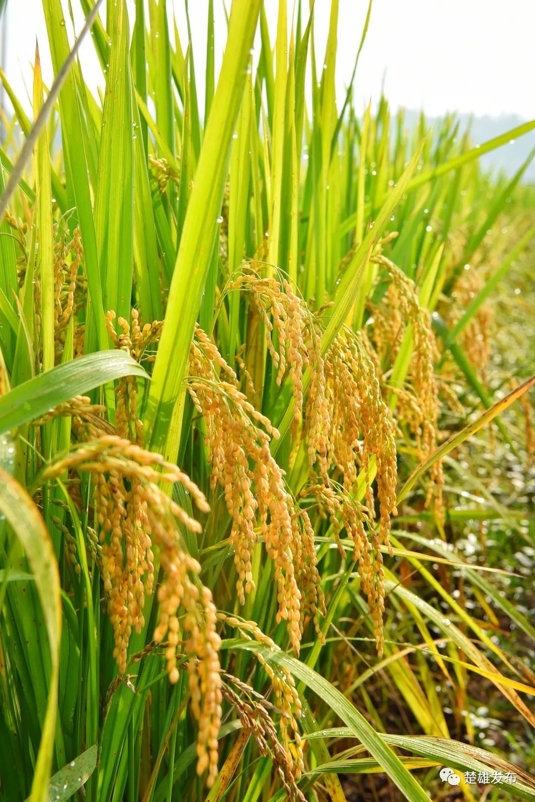 金灿灿的稻田 记者 王洪 摄