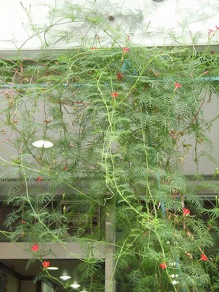 茑萝松 既不是鸟 也不是萝 更不是松