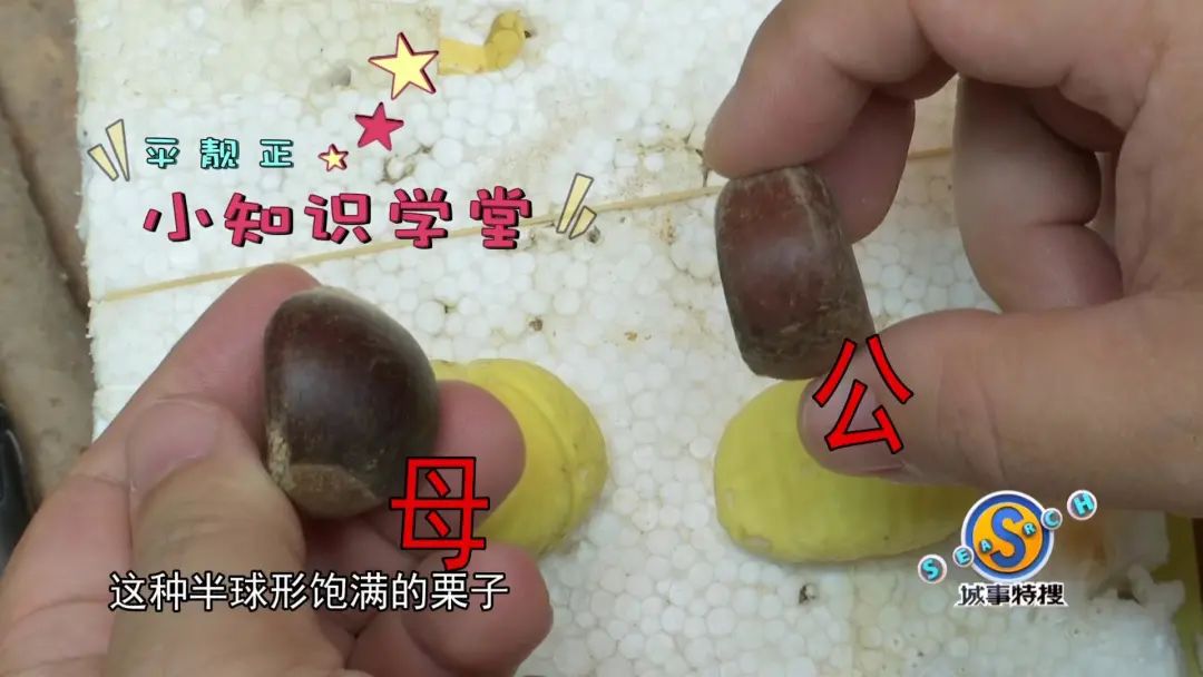 街市搜策买栗子只会挑大的教你一眼辨板栗公母粉糯又香甜