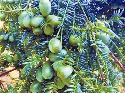 树木传奇丨彼美玉山果千年中国榧