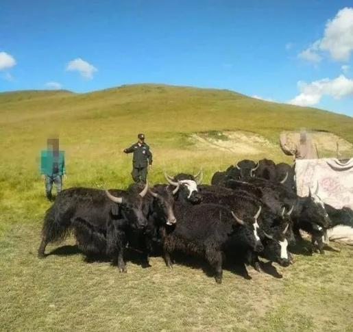 治安户长显神威 提供线索寻到牛