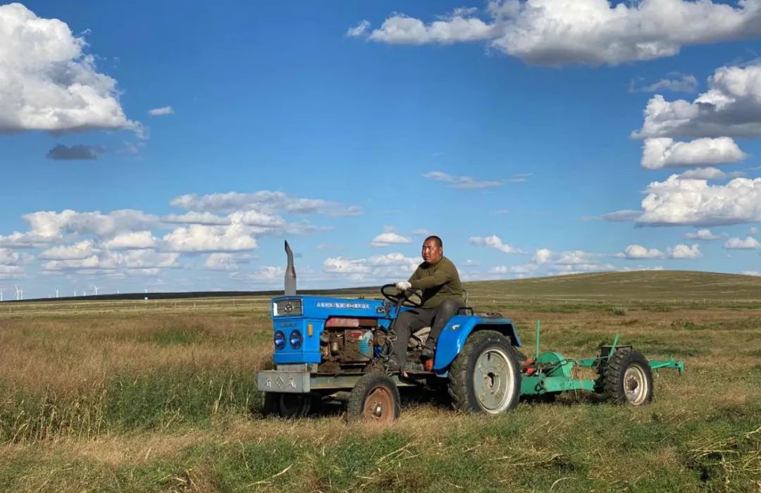 四子王旗牧民迎来打草季