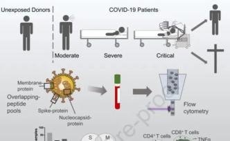 T细胞免疫受损与危重症COVID-19无关