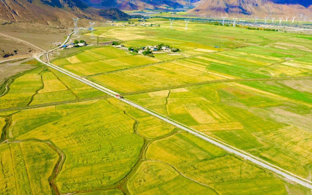 西藏萨迦县青稞秋收忙