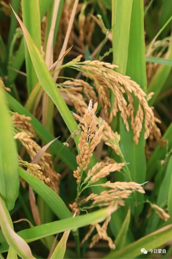 超优千号水稻蒙自基地昨天测产亩产突破1100公斤