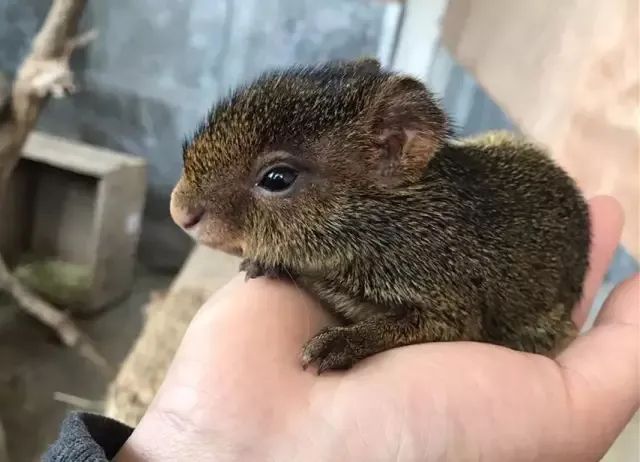 上万免费游园券已开抢这个初秋一起来动物园逛逛