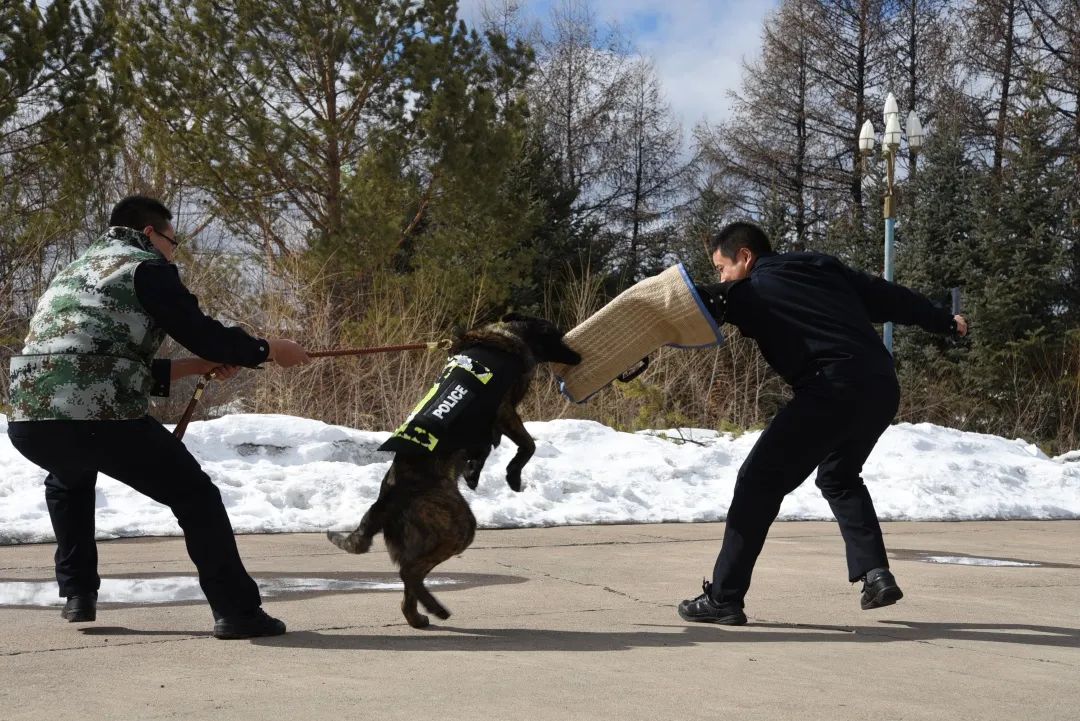 到了骑警大队之后,我逐渐知道了警犬是做什么的,是帮助警察一起抓坏人