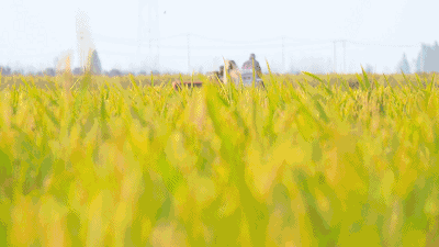 在山水田园间寻找你对田野的感受力从城市到乡村与谷子来一场对话关于