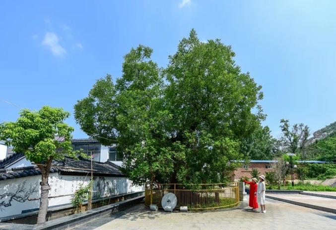 龚维芳到大彭镇调研