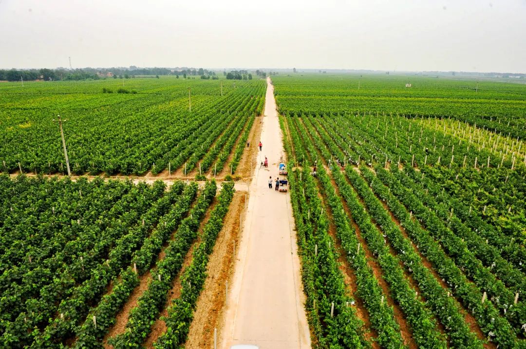 调结构促转型威县葡萄种植增效益转型升级再出发