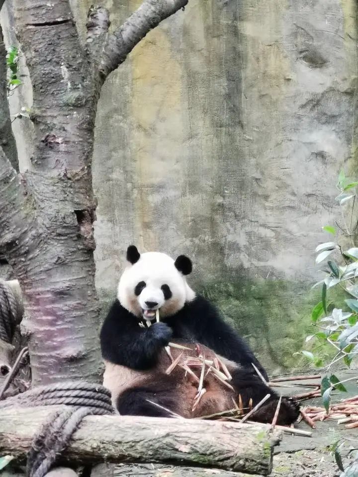 @重庆及全国各地的朋友，“天府旅游名县”——都江堰向你发来一封邀请信！