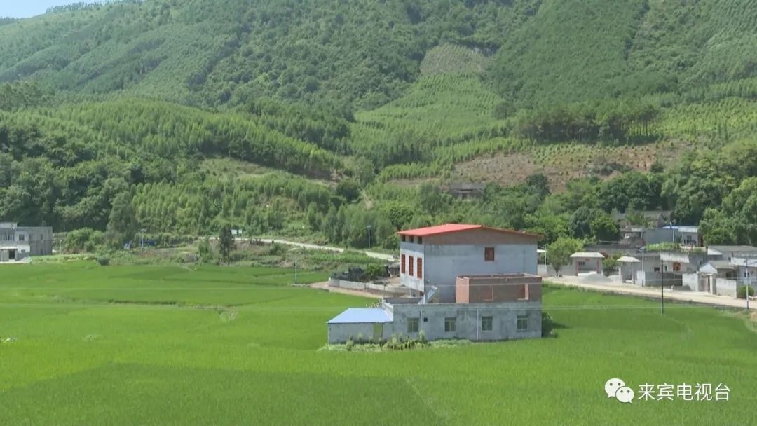 武宣县二塘镇小林村党总支部书记 王朝飞:自从2015年市人大帮扶以后