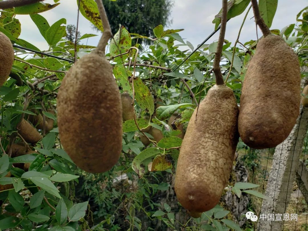 李家河的八月瓜成熟了盘它